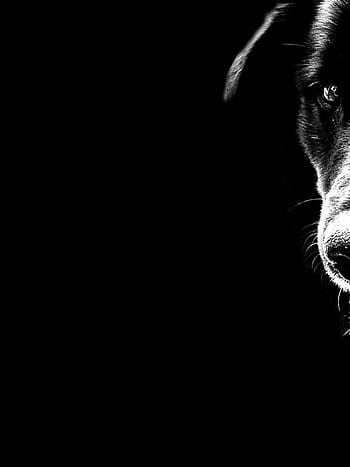 Black and white dog group HD wallpapers | Pxfuel