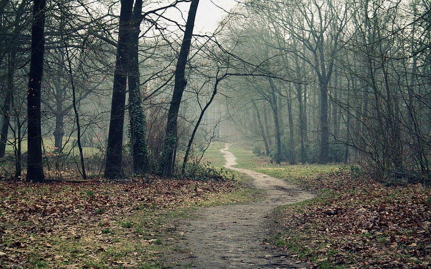 Un camino en el bosque en otoño fondos de pantalla HD wallpaper