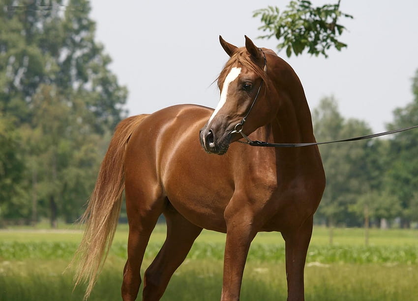 Koń pełnej krwi wysokiej rozdzielczości 19022, koń wyścigowy Tapeta HD
