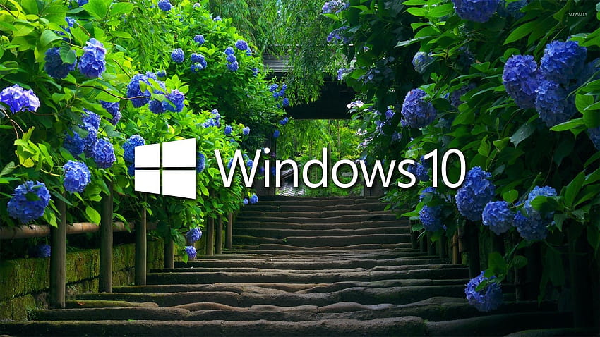 Windows 10 su ortensie blu Sfondo HD