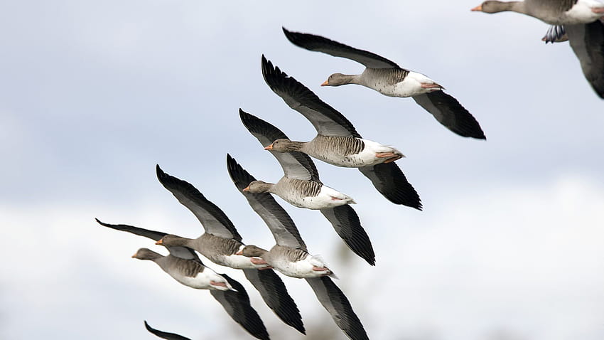 BBC Radio 4, oiseaux migrateurs Fond d'écran HD