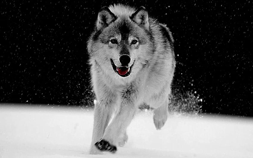 Big Wolf Gray [1920x1200] for your , Mobile & Tablet HD wallpaper