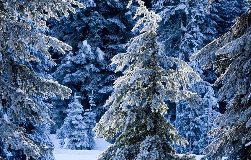 bosque, invierno, escarchado, árboles helados, sección природа fondo de pantalla