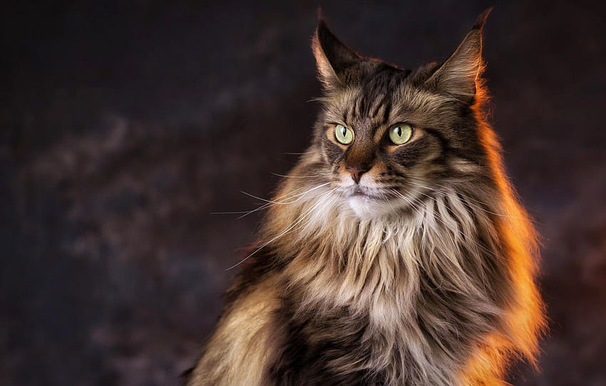 Pin on Maine Coon & Videos, maine coon cats HD wallpaper