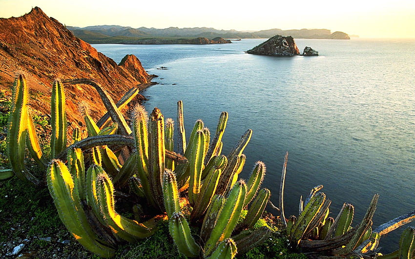 Cactus on the beach in Mexico and HD wallpaper