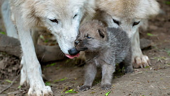 arctic wolf pups and mom