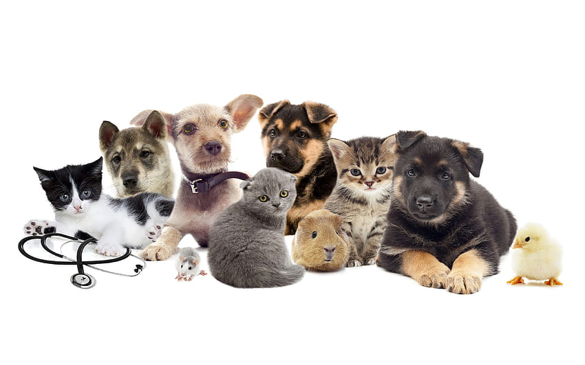 kitty cat cuy Dogs Cats Mice Chicks animal 3840x2400, guinea pig and cat HD wallpaper
