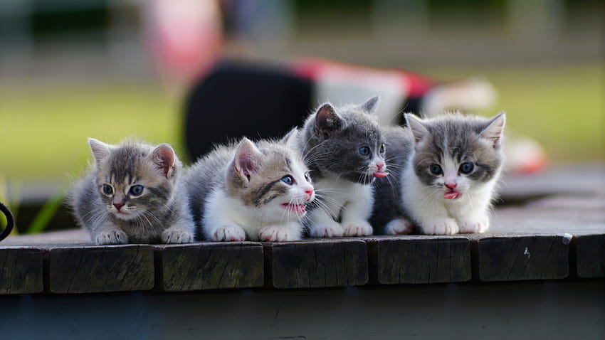 kitty cat Cats Munchkin Cute Four 4 Animals 2560x1440, четири котки HD тапет
