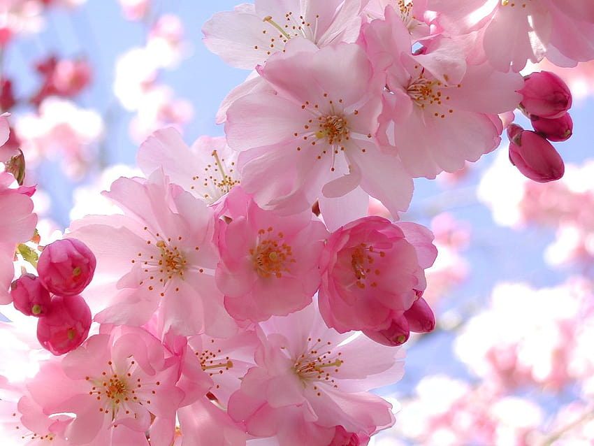 Hoa anh đào: Hãy đến và thưởng thức bức ảnh về hoa anh đào đầy mê hoặc này! Với những cánh hoa đầy sắc hồng rực rỡ, sẽ không có được một bức ảnh nào tốt hơn để làm niềm tự hào cho tấm hình nền của bạn.