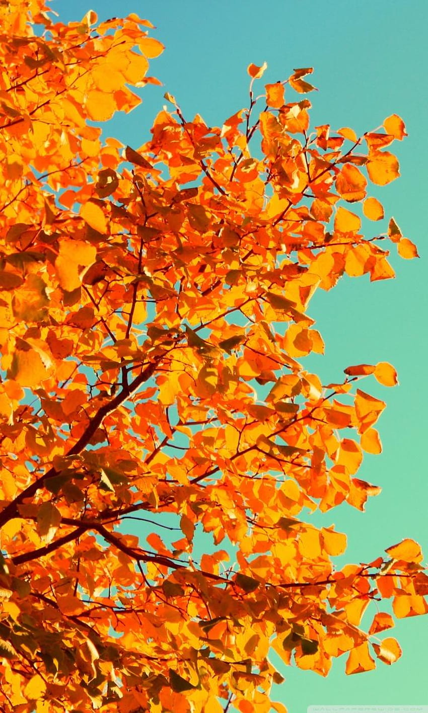 Autumn Colours ❤ สำหรับ Ultra TV วอลล์เปเปอร์โทรศัพท์ HD
