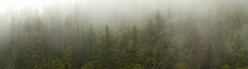 Some Foggy Forest OC für zwei schirme, 5120 x 1440 HD-Hintergrundbild