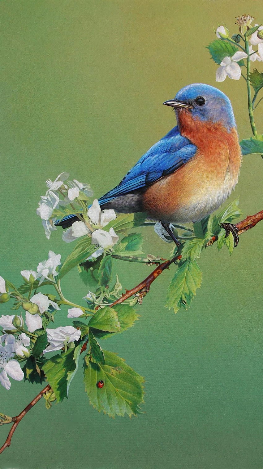Blue Bird wallpaper  ForWallpapercom  Blue bird Bird Bird wallpaper