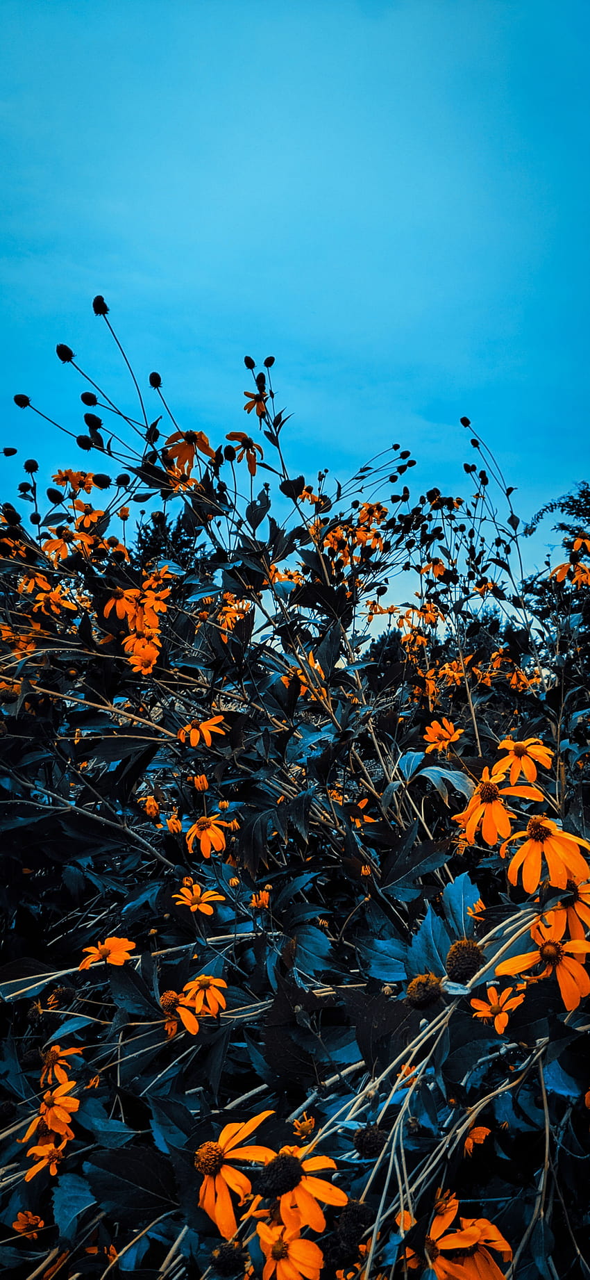graphy natura estetica, autunno vintage scuro Sfondo del telefono HD