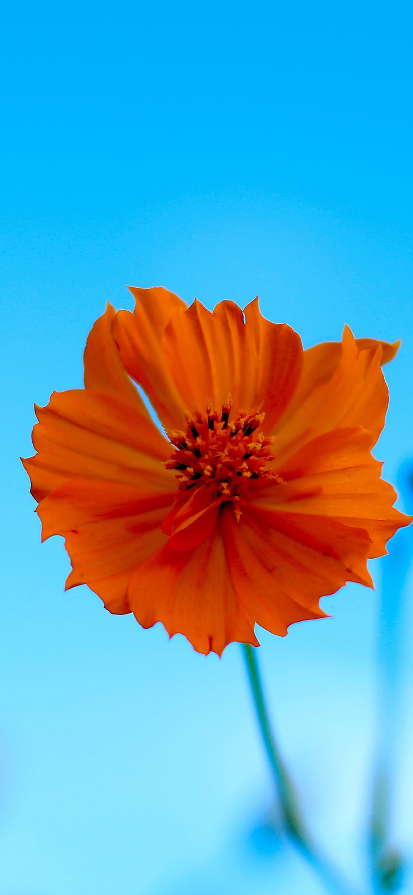 Orange Flower, Blur, Spring, Portrait, spring blur HD phone wallpaper