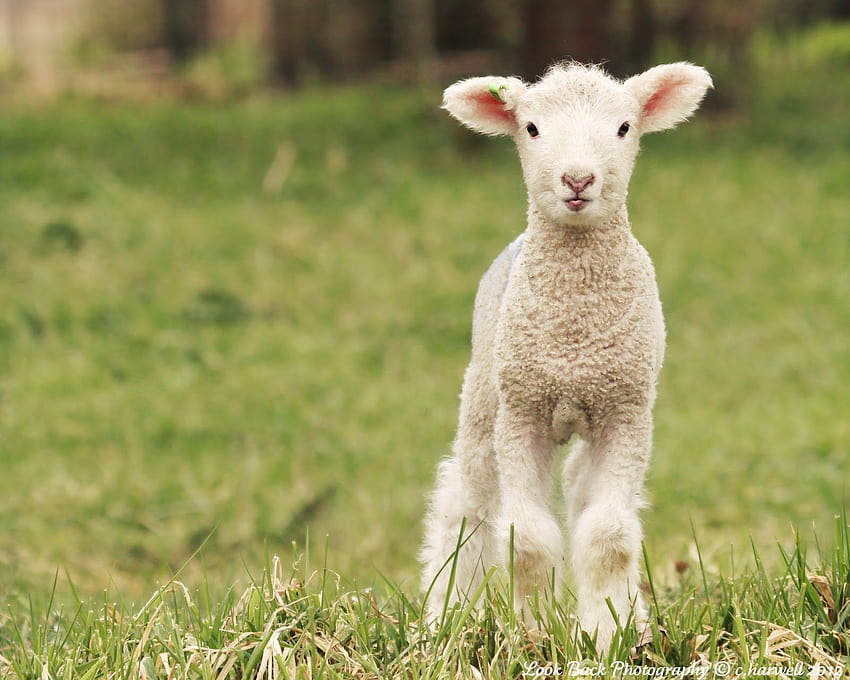 Lamb In Field HD wallpaper | Pxfuel