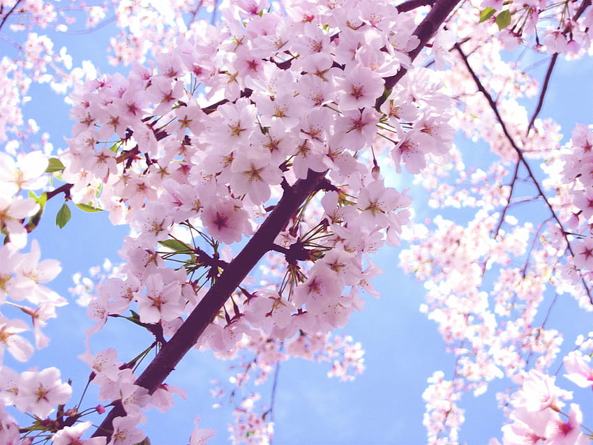 Cherry Blossom Backgrounds, sakura tree aesthetic HD wallpaper