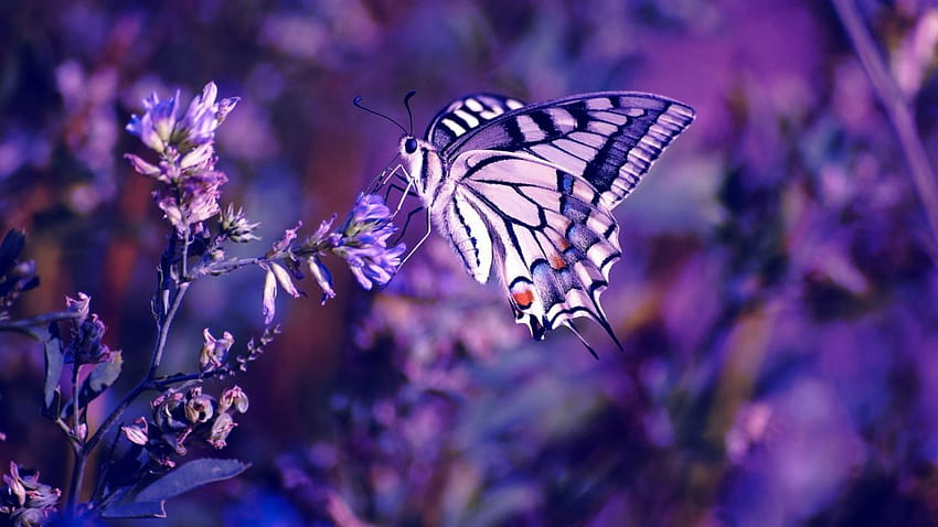Weiße und violette Tigerschwalbenschwanz-Schmetterlingsblüten HD-Hintergrundbild