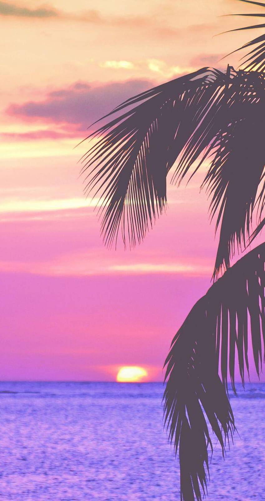 Pink Palm Trees Hd Phone Wallpaper Pxfuel