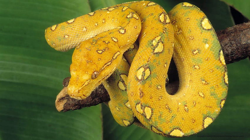 Snake, pit viper HD wallpaper