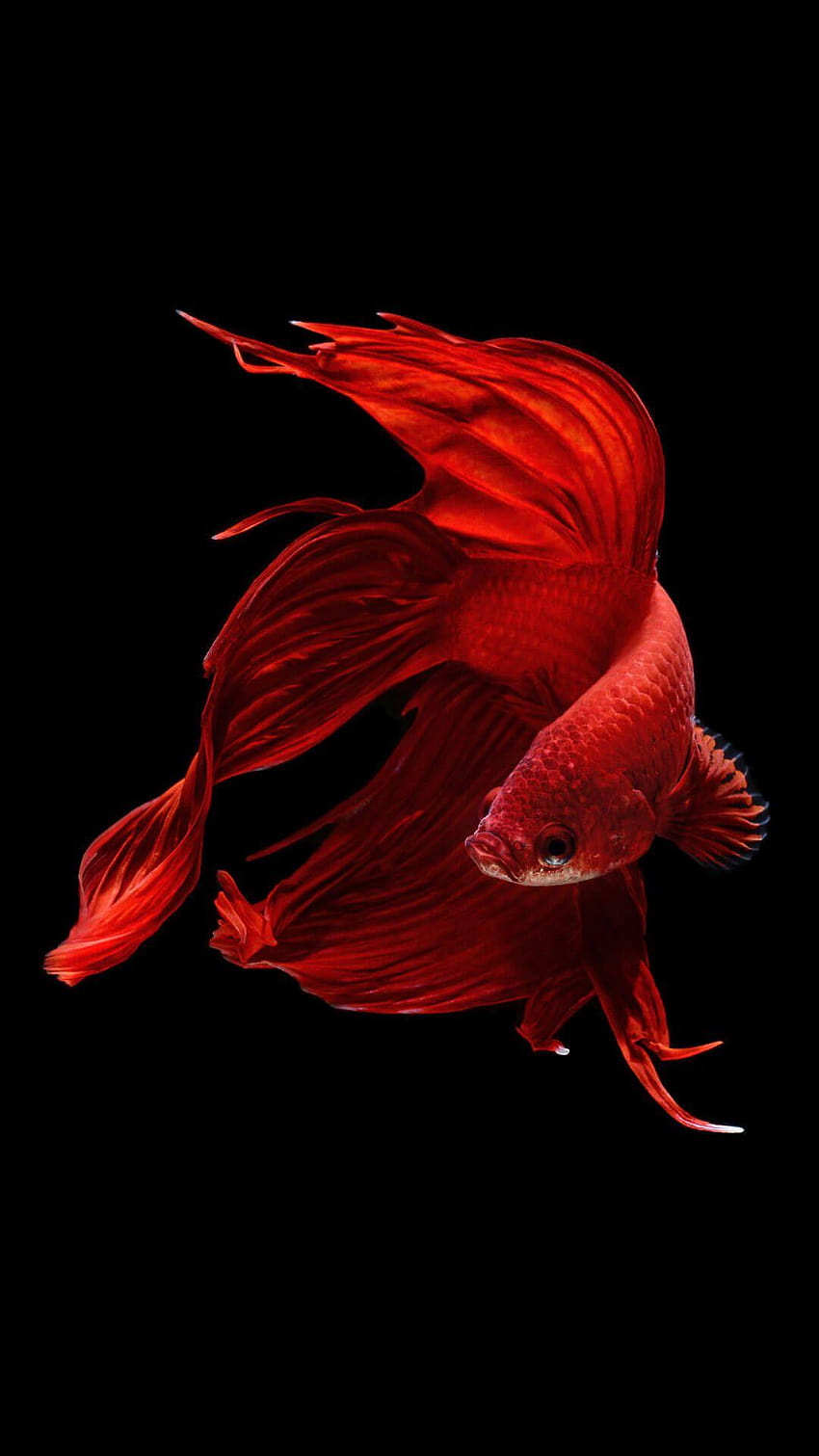 Betta Fish iPhone 6 And iPhone 6s HD phone wallpaper