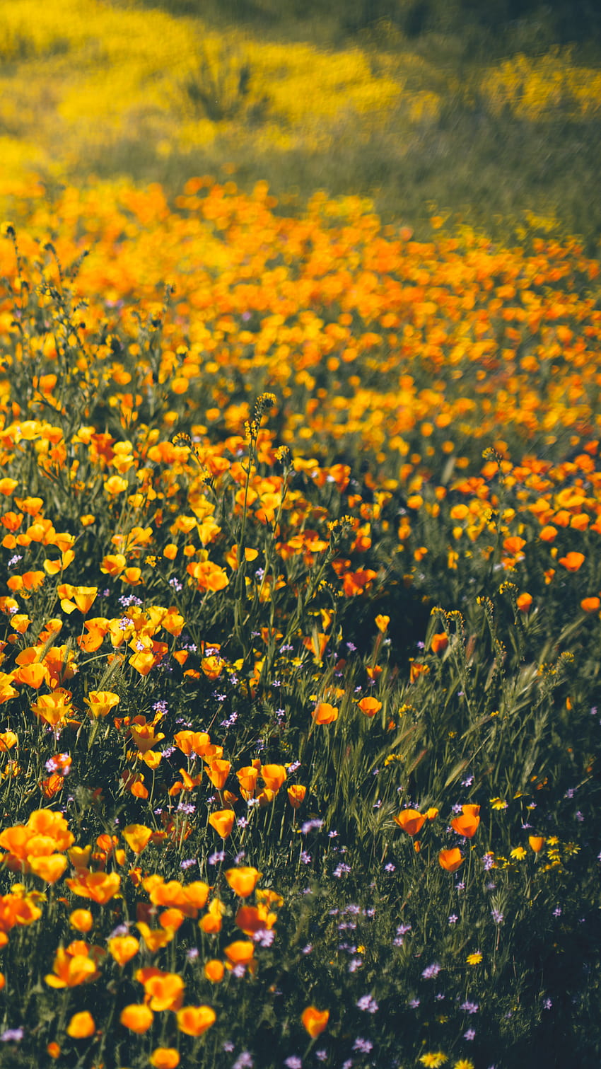 of the Month – Spring Wildflowers, mountain wildflowers HD phone wallpaper