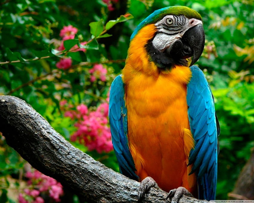 35 Beautiful & Colorful Parrots, macaw colourful HD wallpaper