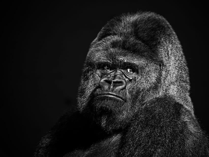 Gorilla HD-Hintergrundbild