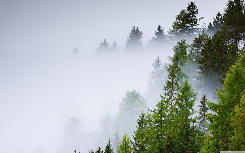 Иглолистна гора, мъгла, дъждовен ден ❤, горски дъжд HD тапет