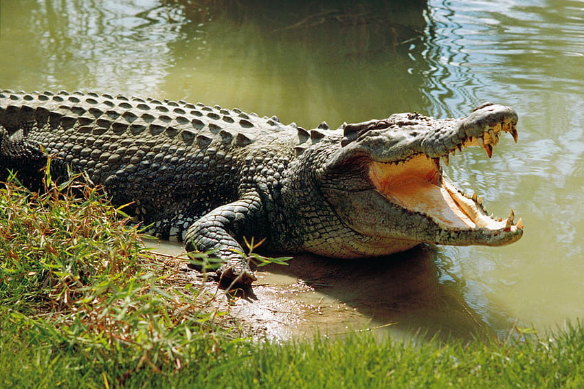 Соленоводен крокодил, готини фонове на соленоводен крокодил, крокодили HD тапет