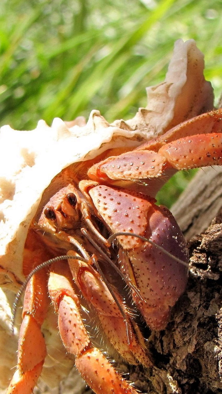 hermit crab HD phone wallpaper