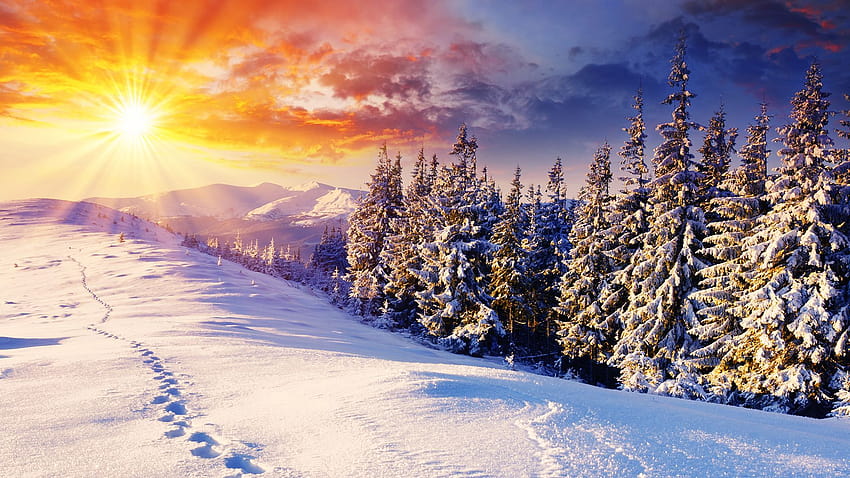 Soleil d'hiver sur chien .dog, paysage d'hiver 1920x1080 Fond d'écran HD