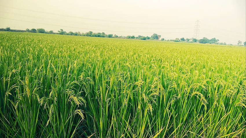 Paddy, vista do campo de arroz papel de parede HD