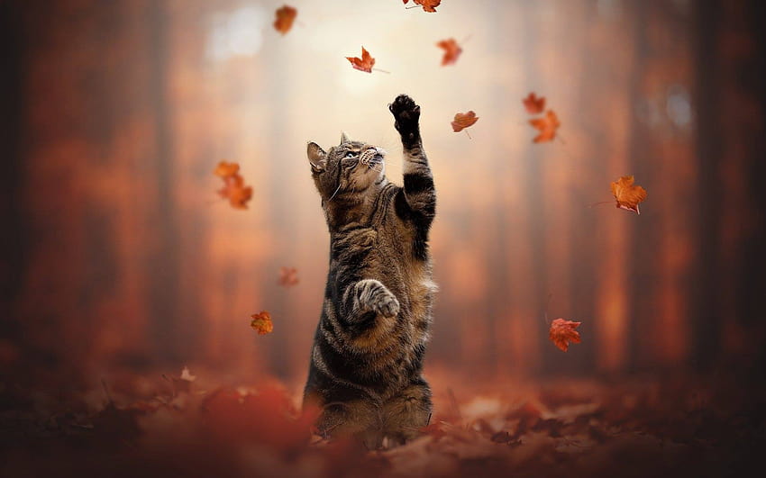 Gato americano de pelo corto, bosque, otoño, hojas rojas, gato gris, animales lindos, gatos con una resolución de 1920x1200. Gato negro de alta calidad otoño fondo de pantalla