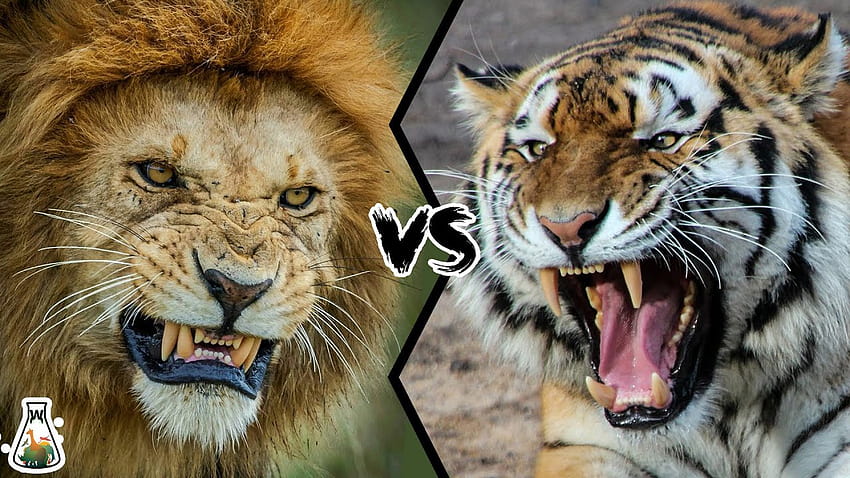 LION VS TIGER HD wallpaper
