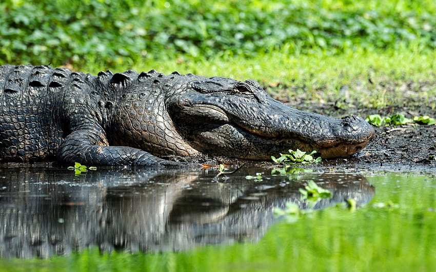 Alligator, wildlife, reptile, crocodile, lake, bokeh with resolution 3840x2400. High Quality HD wallpaper