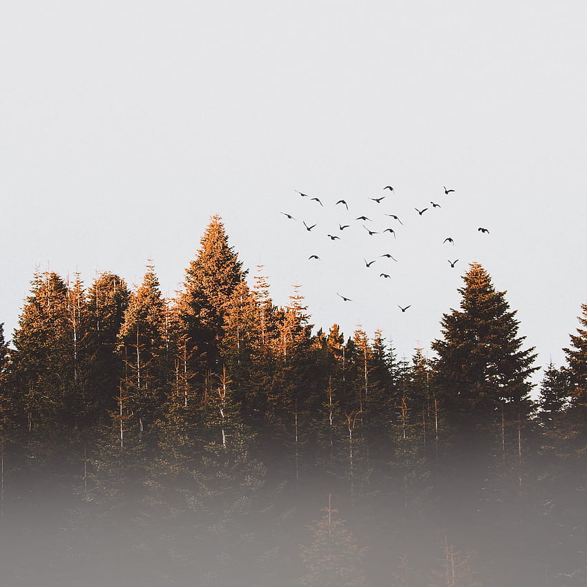 2048x2048 Flock Of Birds Flying Trees Landscape View Ipad Air HD phone wallpaper