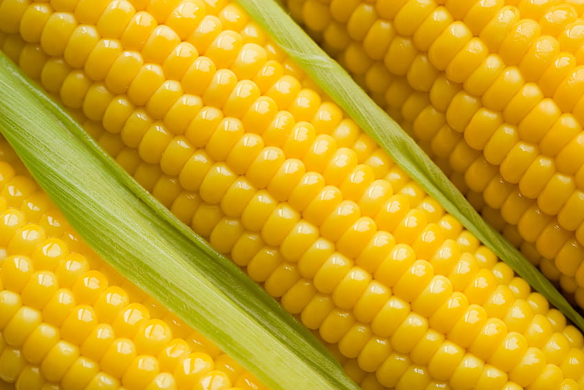 Kukurydza , Żywność, HQ Kukurydza, kukurydza Tapeta HD
