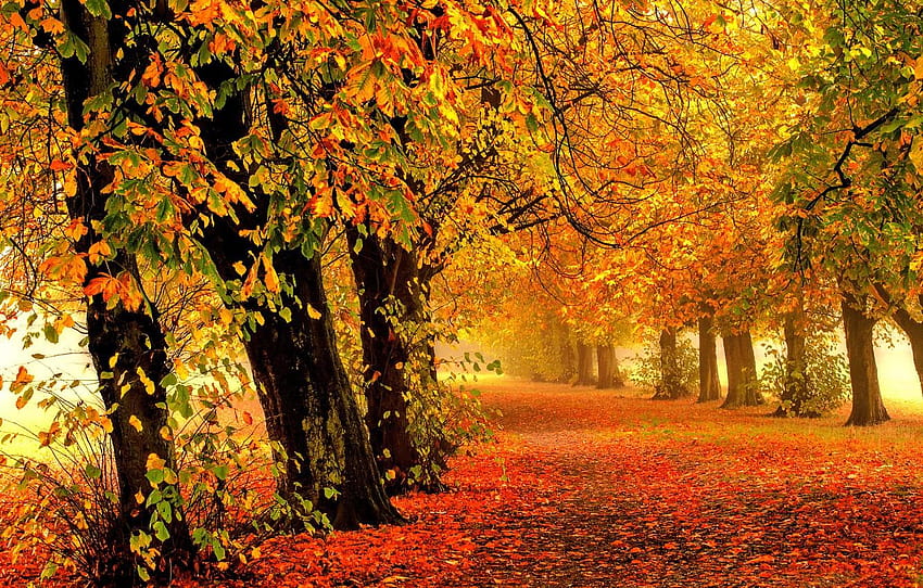 Road, autumn, forest, leaves, trees, nature, Park, colorful autumn ...