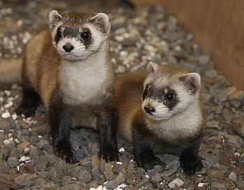 Ferret Dubbed 'Rarest Mammal in North America' Found in Garage, Re ...