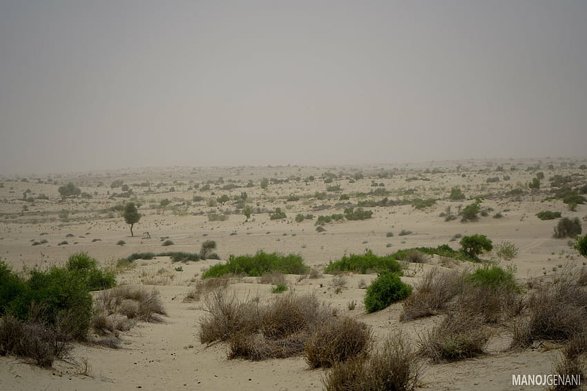The destructive 'greening' of the Thar desert in India HD wallpaper