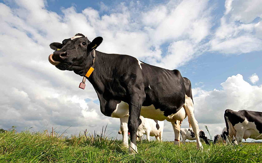 5 Cows afari, livestock HD wallpaper
