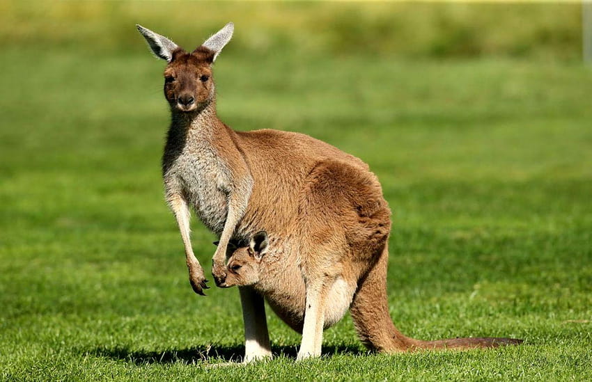 Kangaroo Latest HD wallpaper