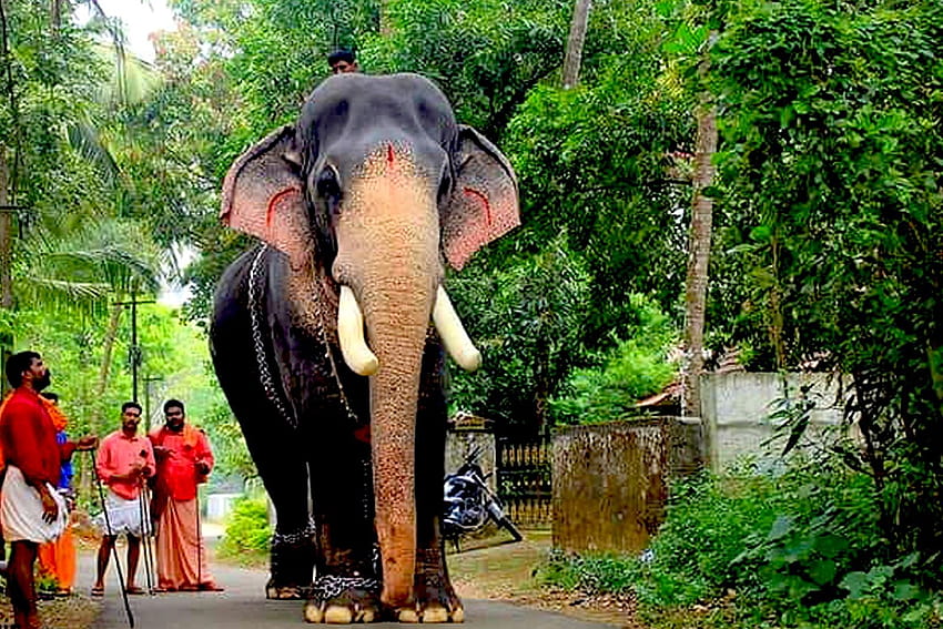 Кералски слонове, памбади раджан HD тапет