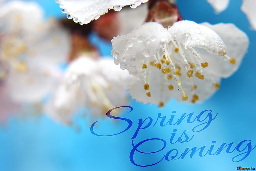 Spring Spring is, spring is coming HD wallpaper