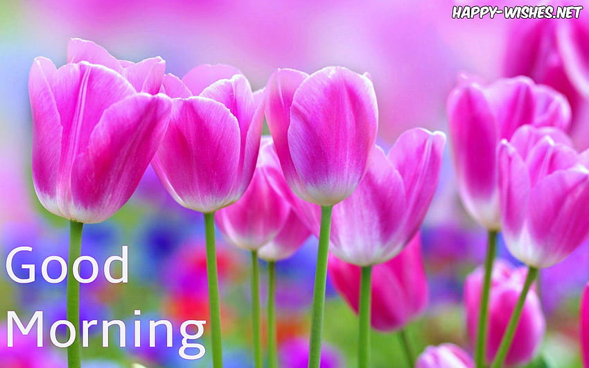 Guten-Morgen-Wünsche mit Blumen, guten Morgen schön HD-Hintergrundbild