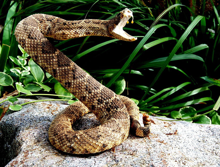гърмящи змии HD тапет