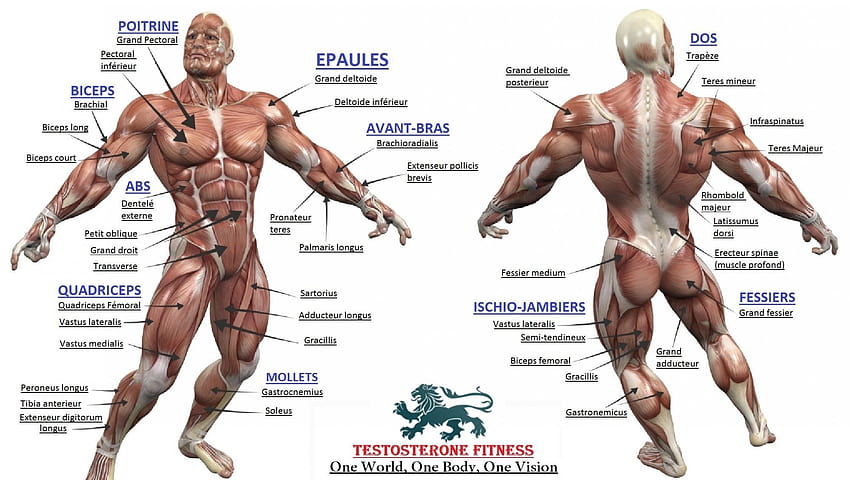 Musculation, système musculaire Fond d'écran HD