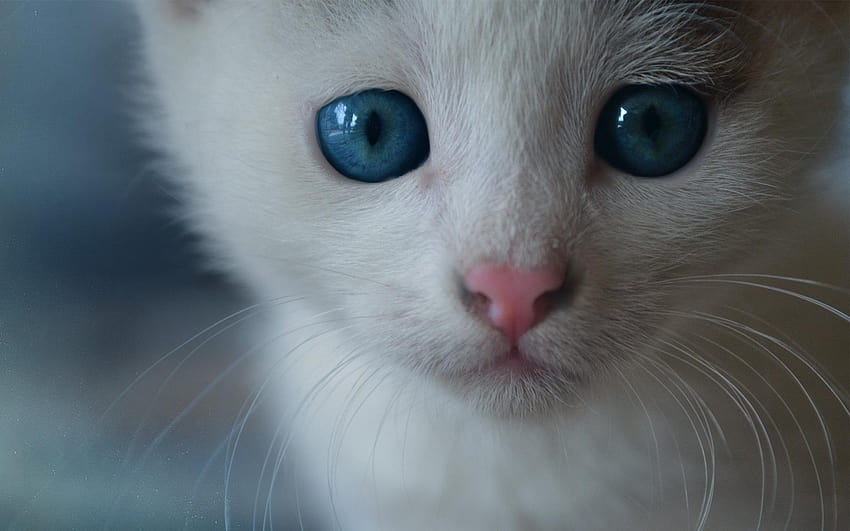 White cat blue eyes, crying cat HD wallpaper