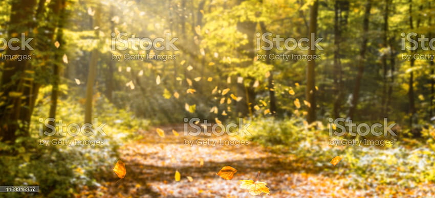 ✓ sunshine in idyllic fall forest Stock, autumn forest sunlight horizontal HD wallpaper
