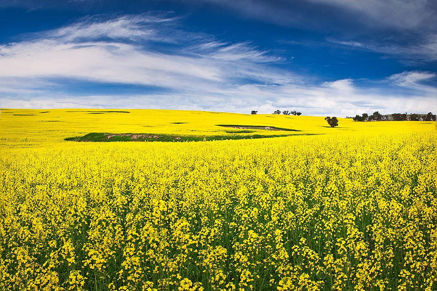 Plot Twist: Questioning the Possibility of Monsanto Backing GMO, yellow canola field HD wallpaper